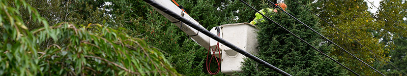 A construction worker in a crane truck repairs electrical lines in a tree canopy